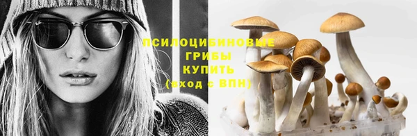 прущие грибы Белокуриха