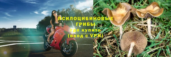 прущие грибы Белокуриха